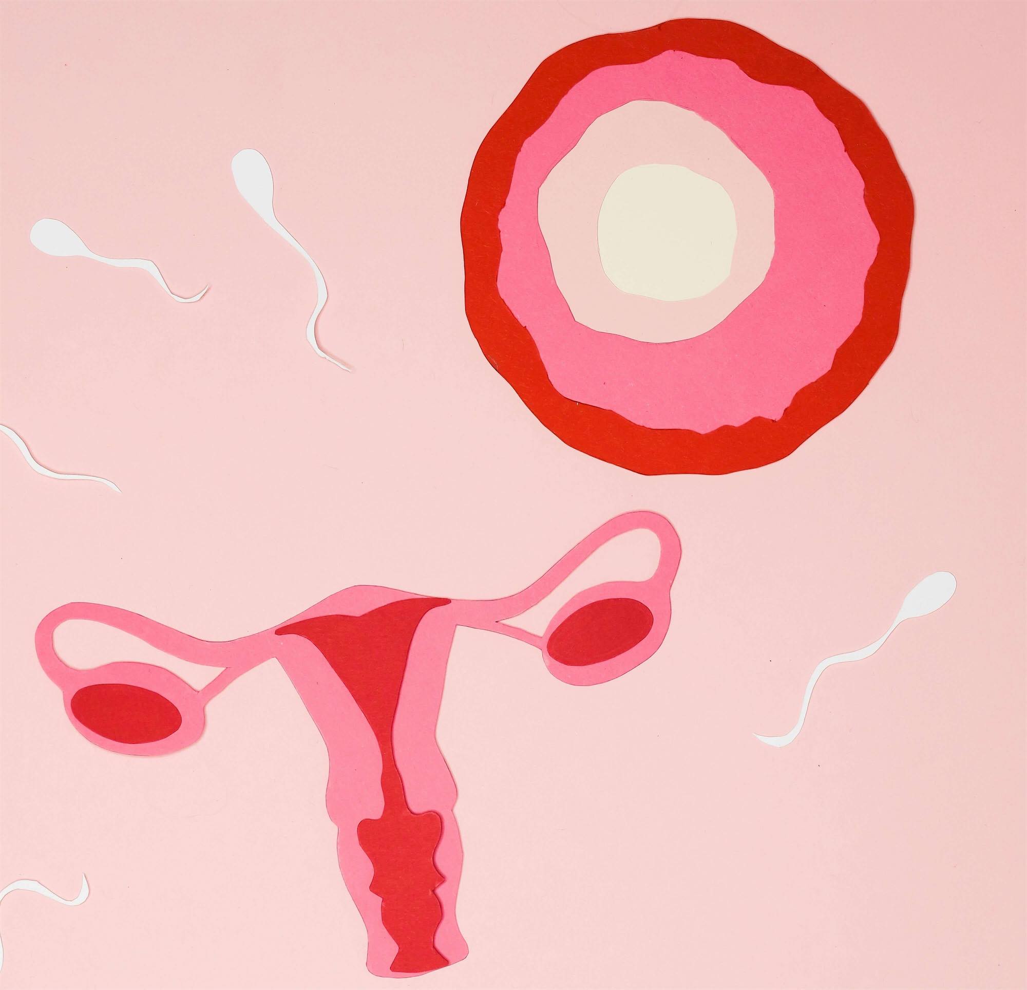 Fertility Pregnancy